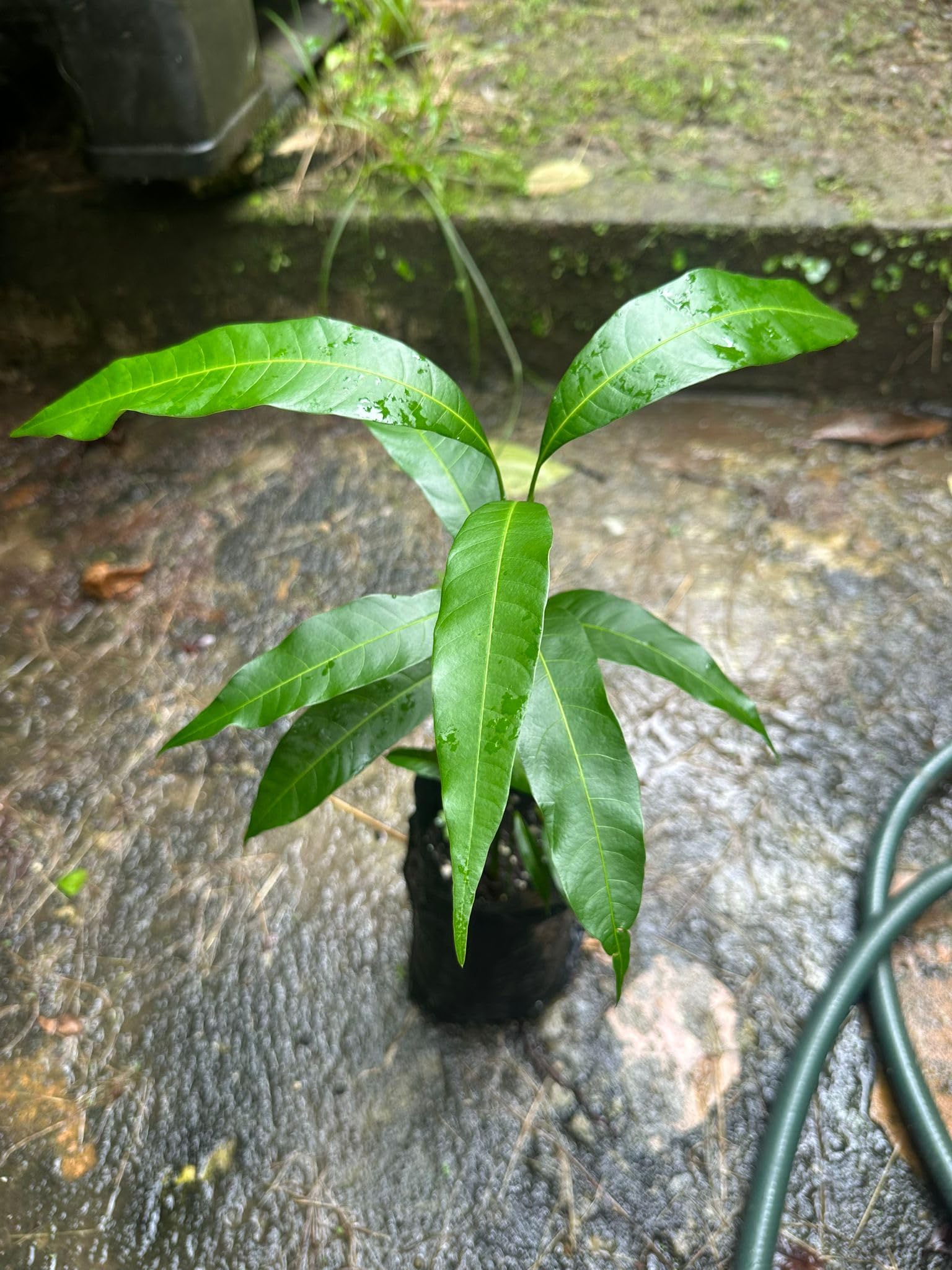 bamboo money plant Dracaena main image 1