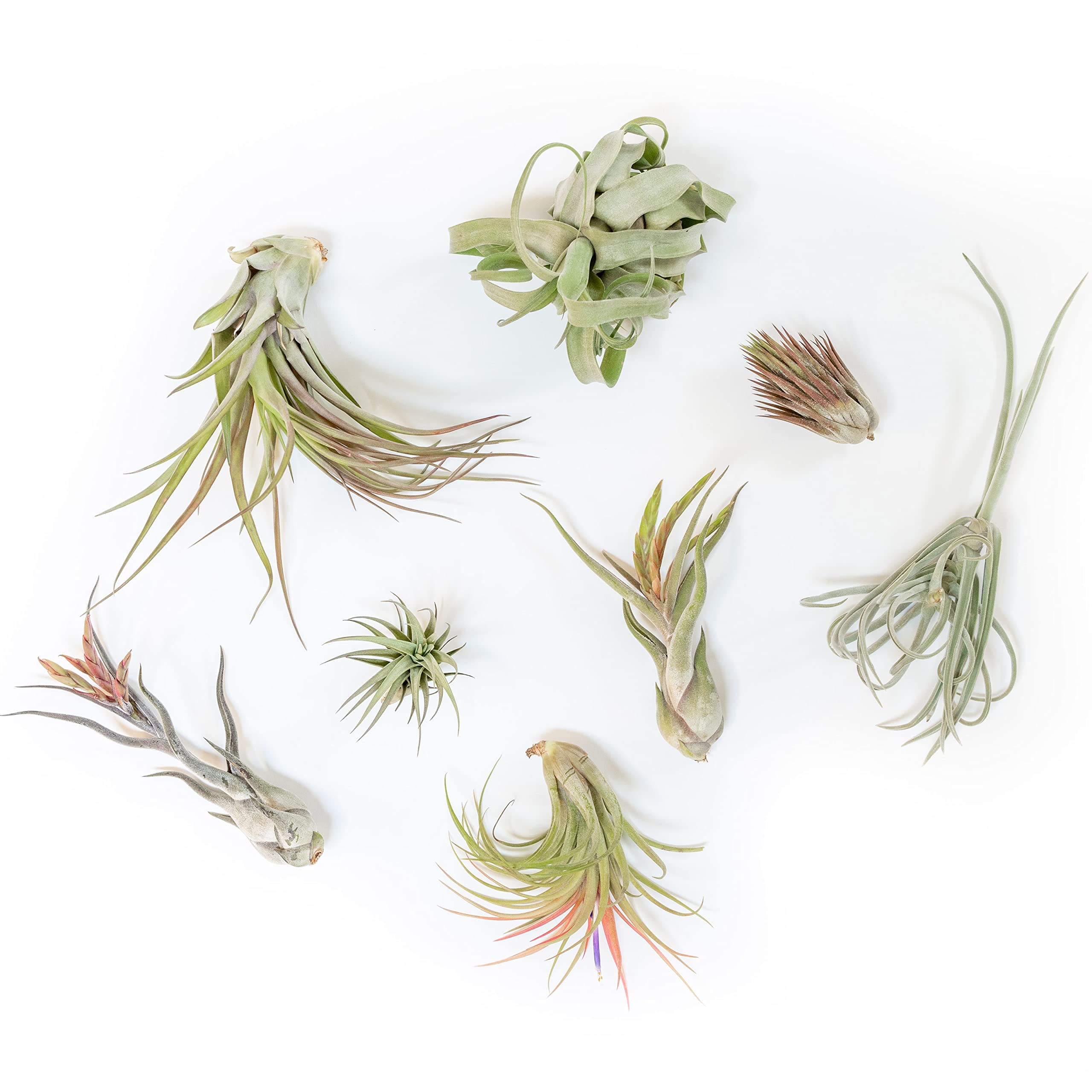 Air Plant Shop 10 Pack Tillandsia Air Plant Grab Bag of Premium Medium & Large Plants- Wholesale and Bulk - Succulents - Live Tillandsia - Easy Care