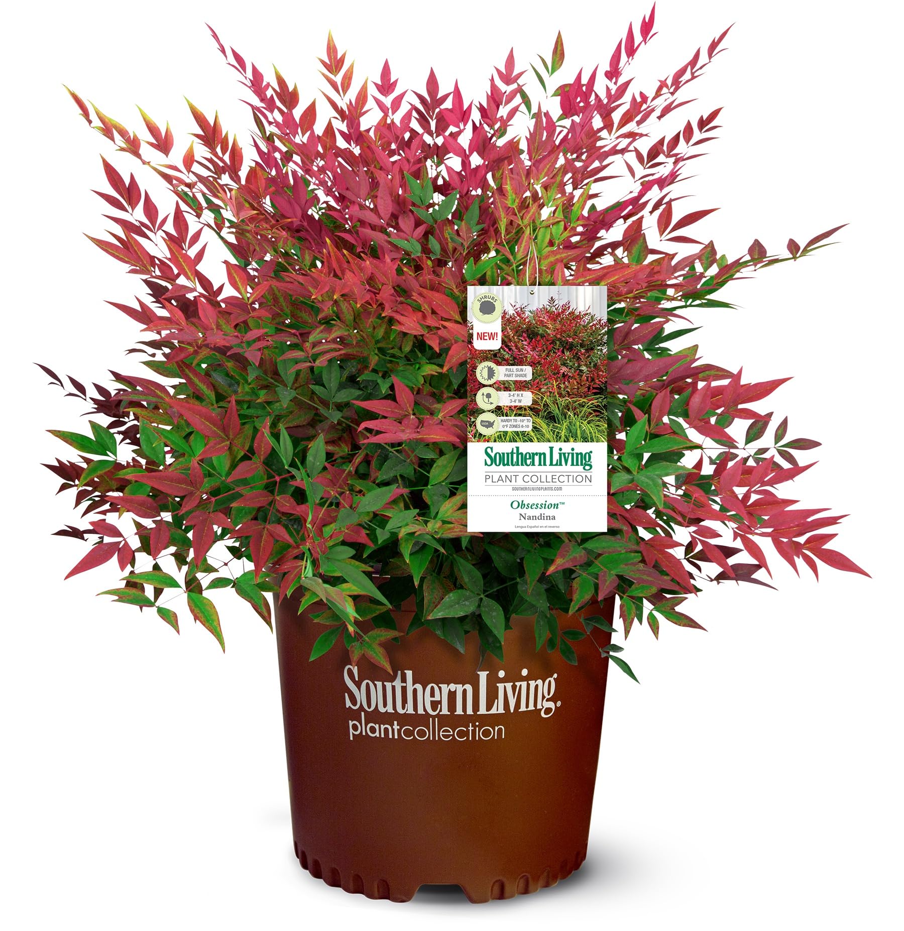 Obsession Nandina