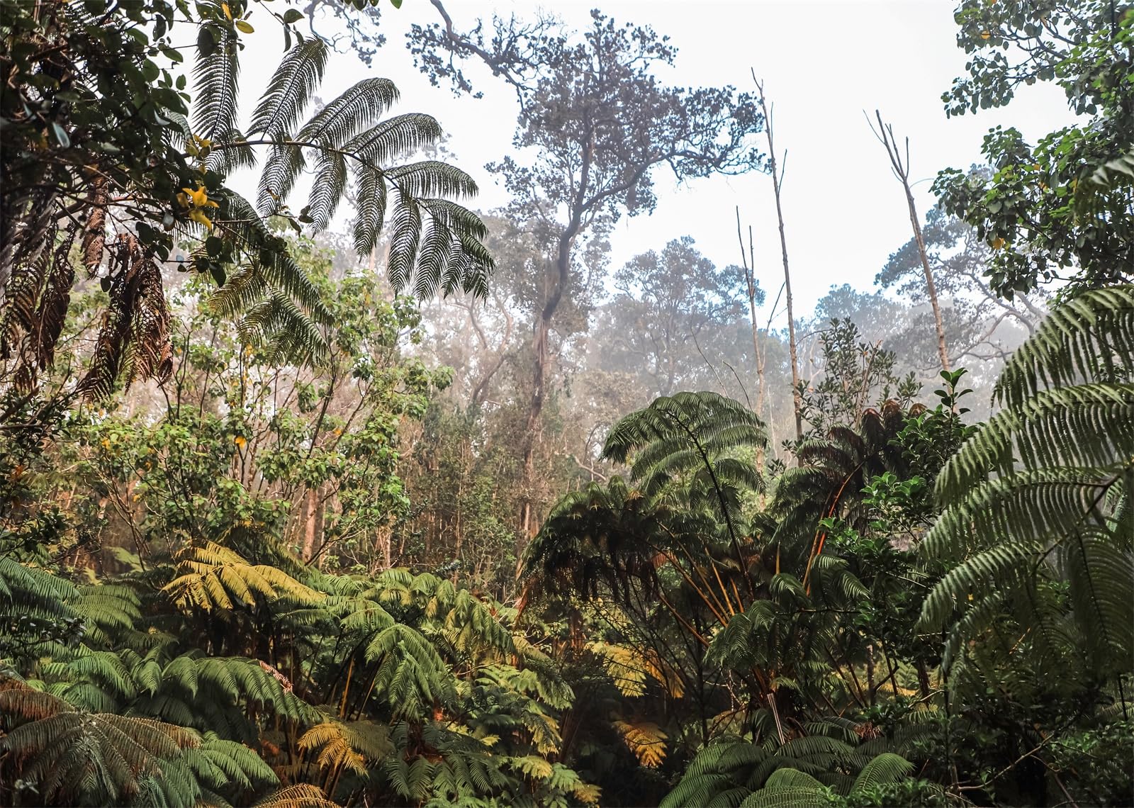 12x8FT Giungla Tropicale Felci Sfondo Fotografico