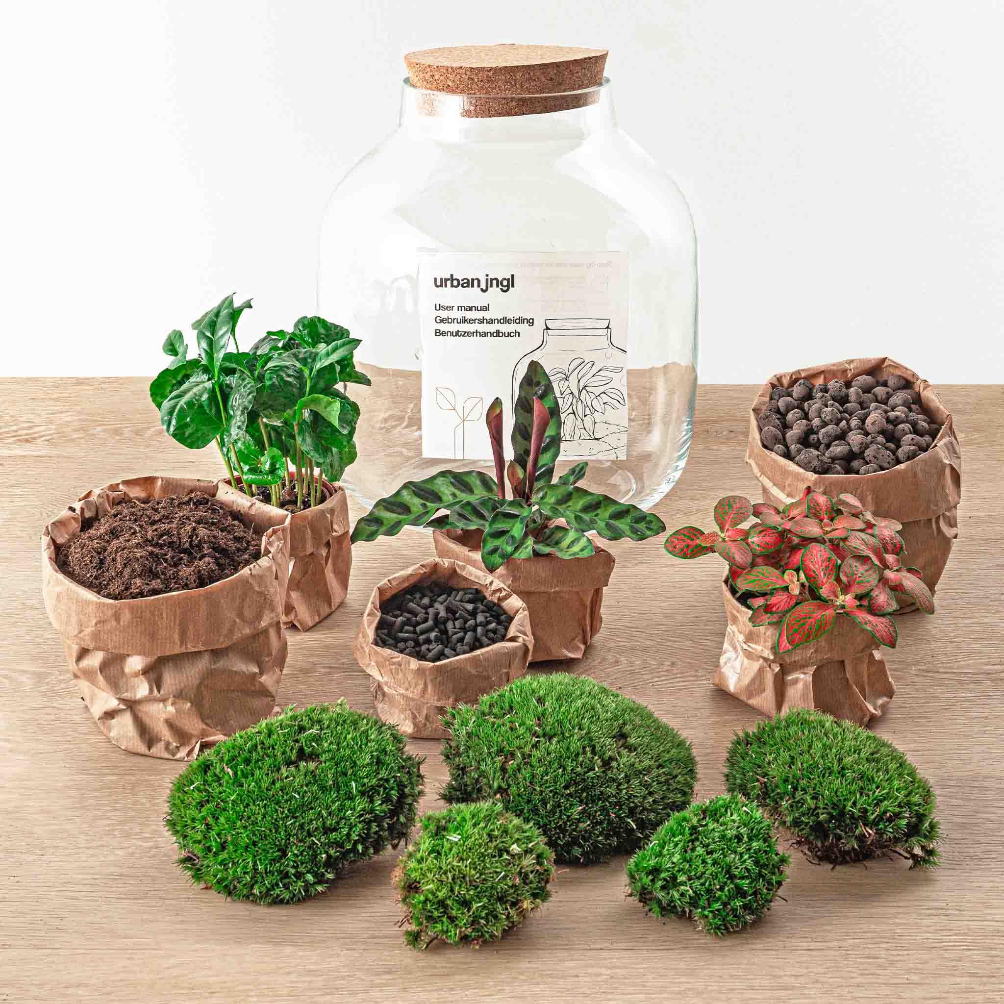 Rośliny terrarium • Botanic Sven XL • Roślina ekosystemowa • ↑ 43 cm - DIY - kompletny zestaw do terrarium - urbanjngl | Terrarium + grabie + łopata + pęseta
