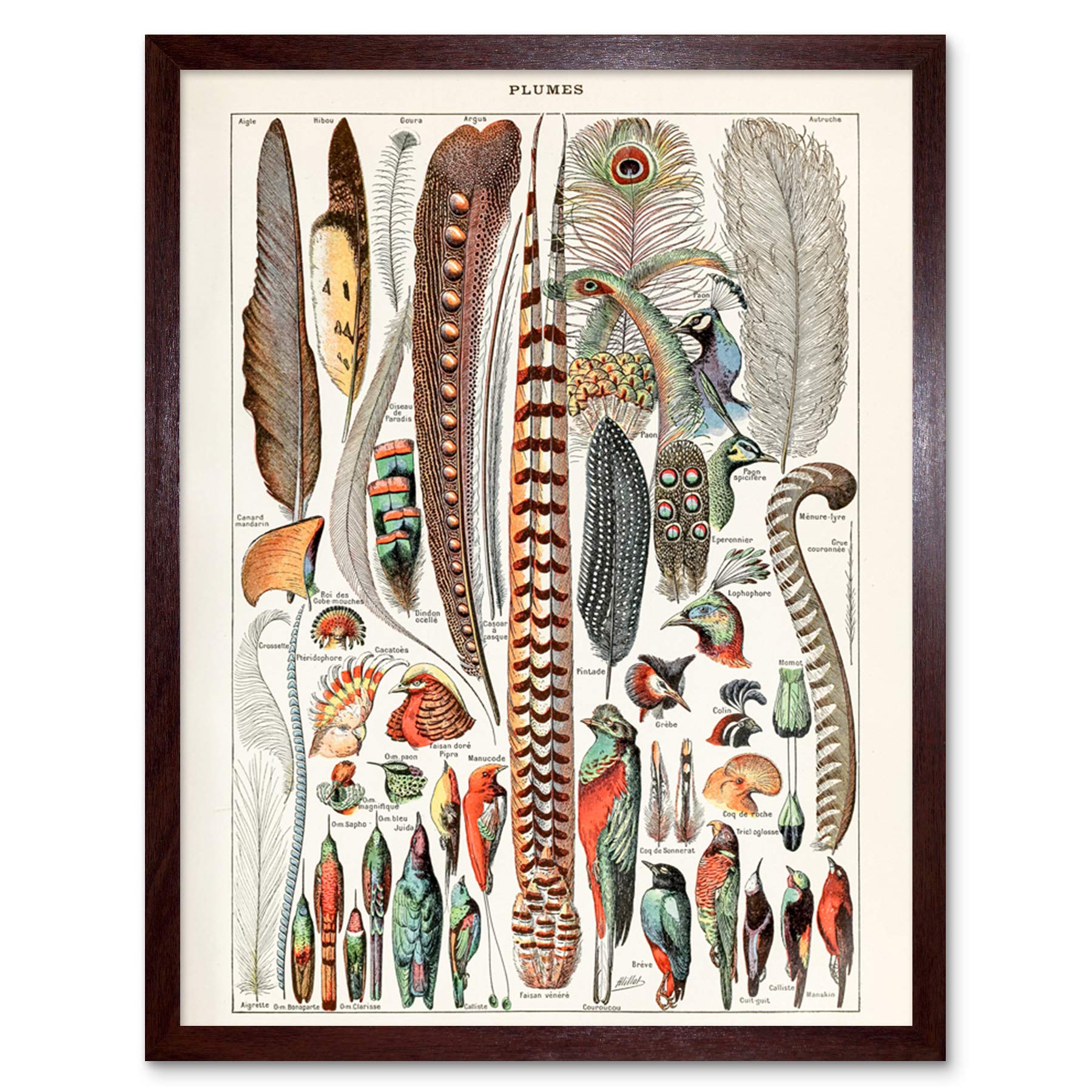 Artery8 Millot Encyclopedia Page Molluscs Shells Art Print Framed Poster Wall Decor 12x16 inch — view 27
