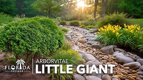 Miniatura 2 de Little Giant Arborvitae  Plantas de tamaño de 3 galones  Arbusto de hoja perenne enano, perfecto para paisajismo y privacidad, bajo mantenimiento,