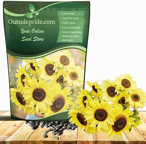 Outsidepride Semillas de girasol Helianthus Annuus Lemon Queen de 5 libras para plantar