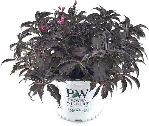 Premier Plant Solutions 10815 Proven Winners Weigela Vino y Rosas, 3 Galones, Vino y Rosas