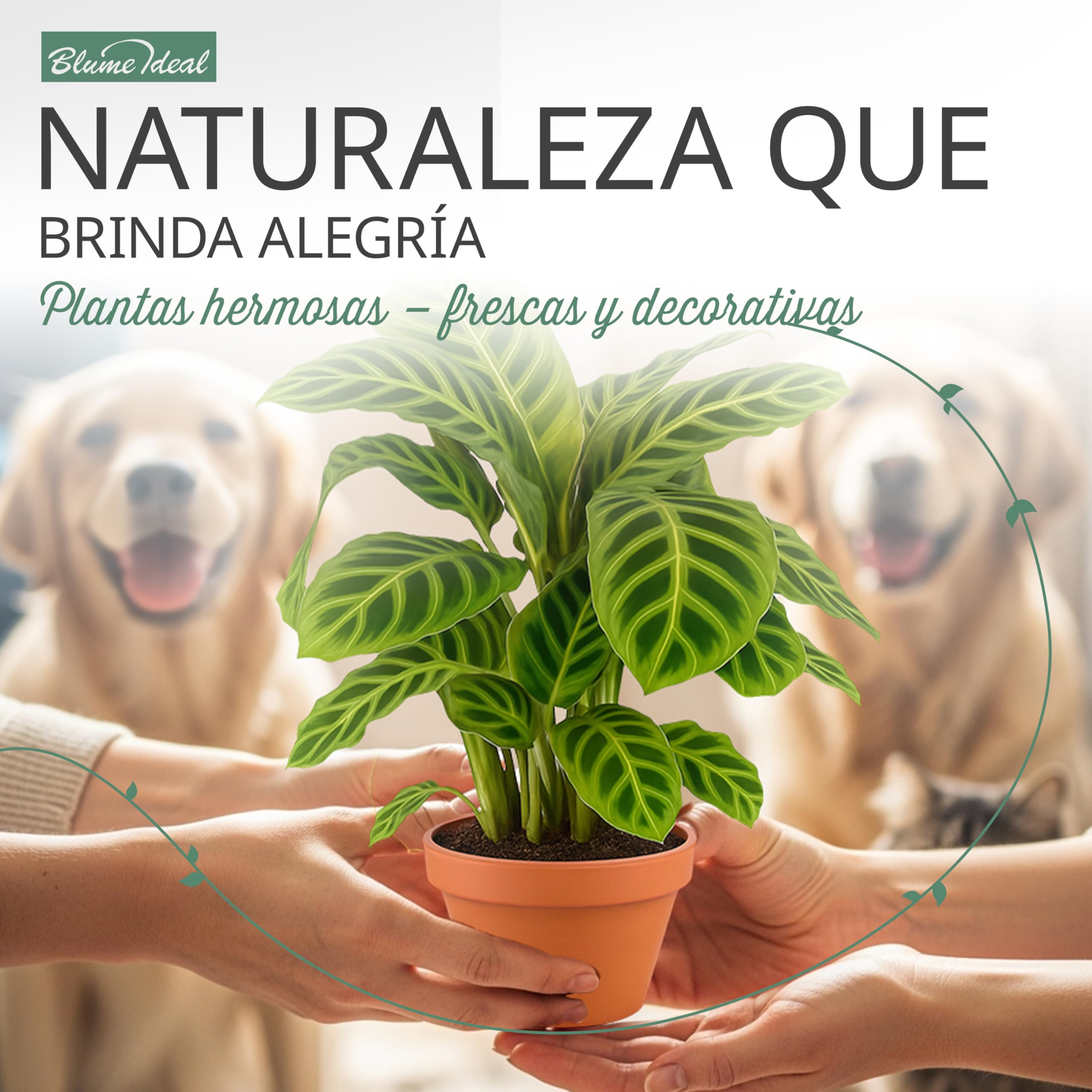 Set de 5 Plantas “Apto para Mascotas”, +/- 30–60 cm, ø 12–15 cm maceta, Palmera de Salón, Planta de Plátano, Palmera Areca, Árbol del Dinero, Calatea, no tóxico y apto para mascotas — view 5