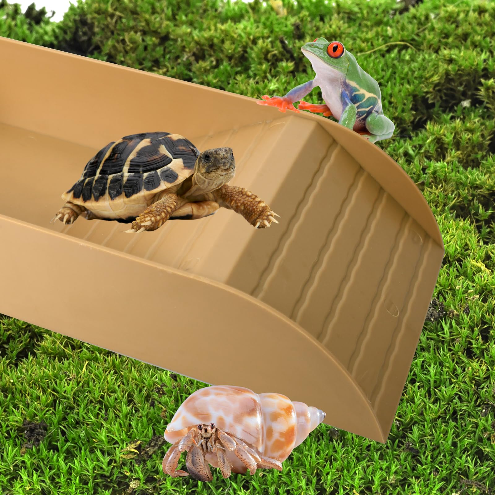 Bassin de Bain Tortue avec Bol Mangue - Accessoire Terrestre, Mangeoire Terrarium