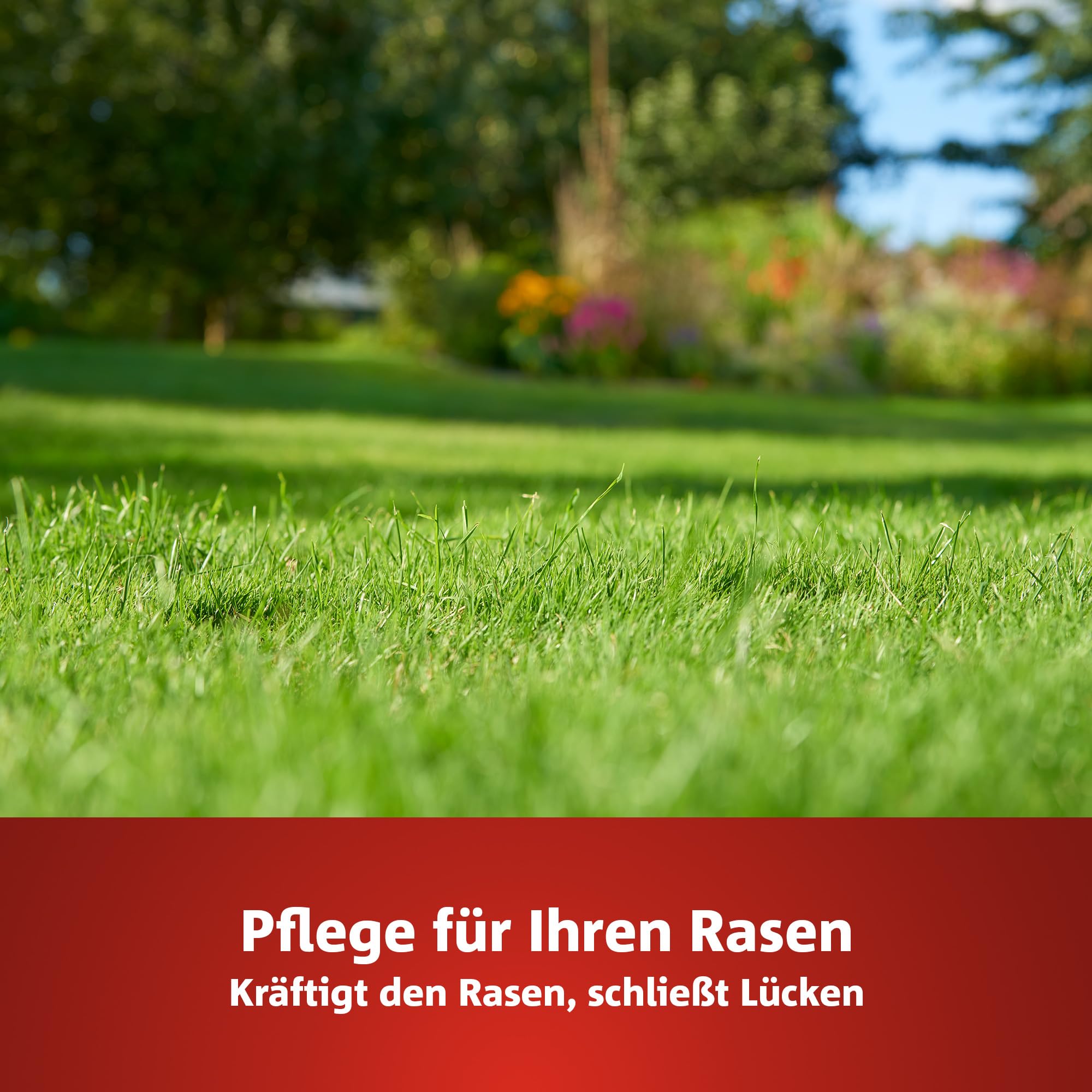 ginkgo dünger kaufen Japanischer Nussbaum - Ginkgo - Ginkgo biloba main image 1