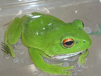 Amazon モリアオガエル こだわりの生体をお届けします 名生園 こだわりの生体をお届けします 名生園 観賞魚 水中生物 通販 Amazon モリアオガエル こだわりの生体をお届けします 名生園 こだわりの生体をお届けします 名生園 観賞魚 水中生物 通販
