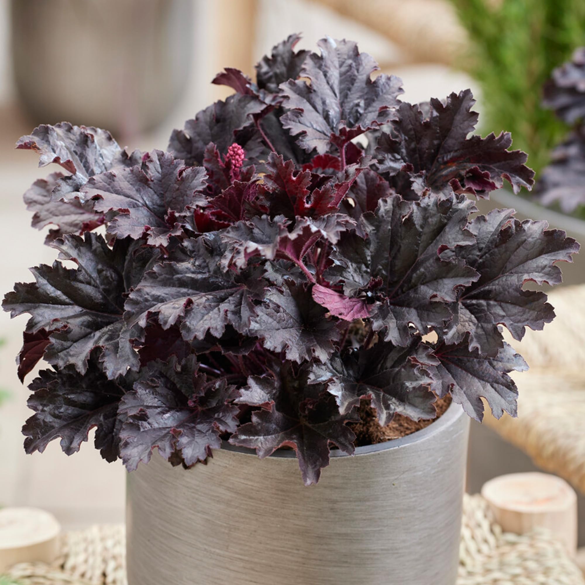 Heuchera Timeless Night - Coral Bells Garden Ready Potted Plants - Outdoor Evergreen Perennial in Pot - Hardy Flowering Plant with Dark Leaves and Pink Flowers (3 Litre Pot, 20-30cm)