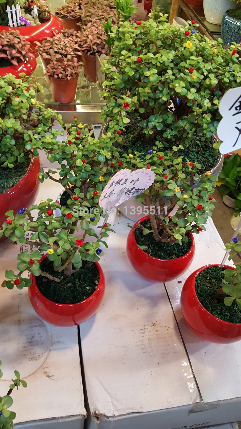 30PCS Geld Baum ein Geschenk des Himmels Baumsamen Bonsai Samen fr Zuhause  Garten und Heimtextilien, geben Ihnen viel Glck und Reichtum : Amazon.de:  Garten