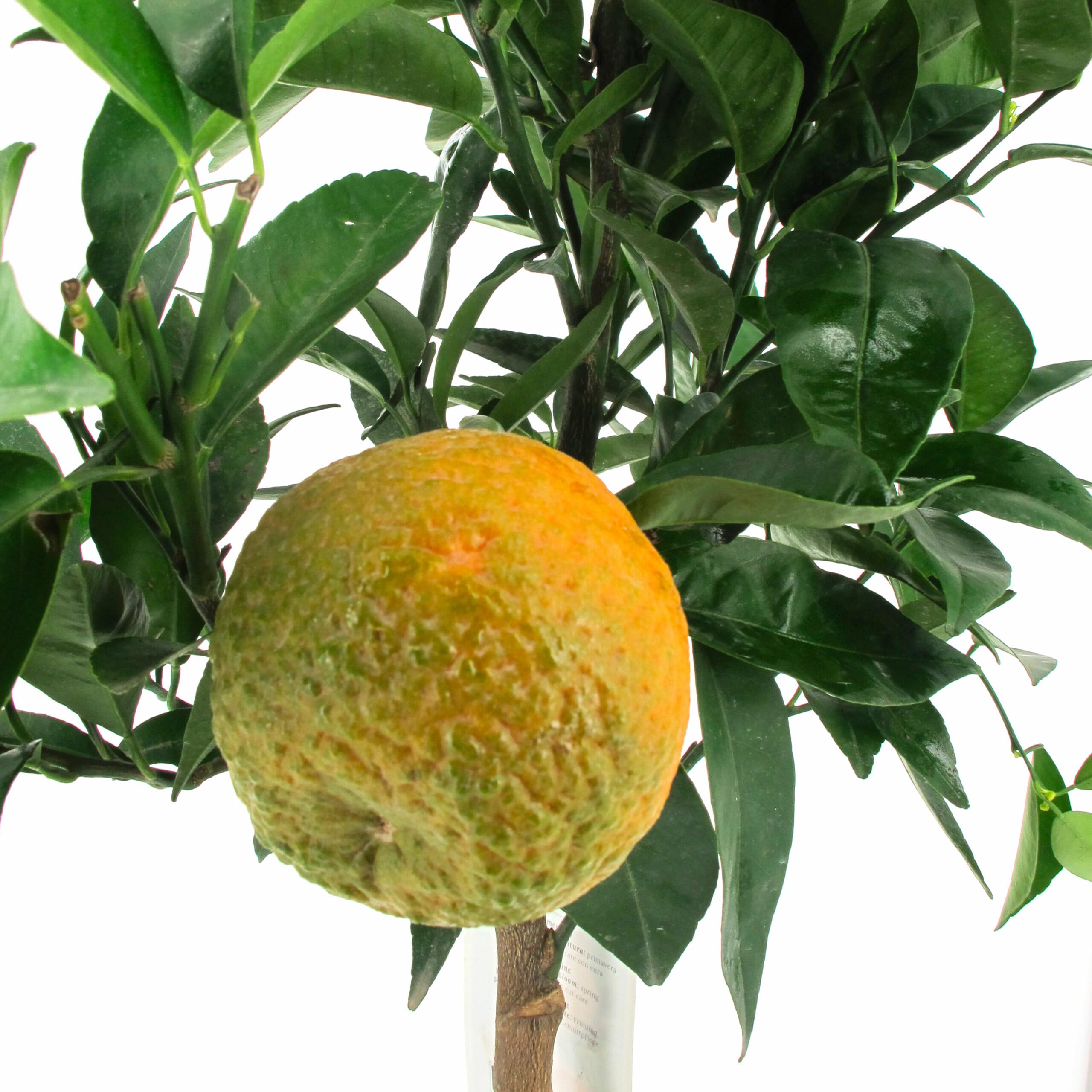 KENTIS – Zitrus-Clementine – Mandarine – Echte Fruchtpflanze – Outdoor-Pflanze für Garten, Balkon und Terrasse – H 70–80 cm Topf-Ø 20 cm