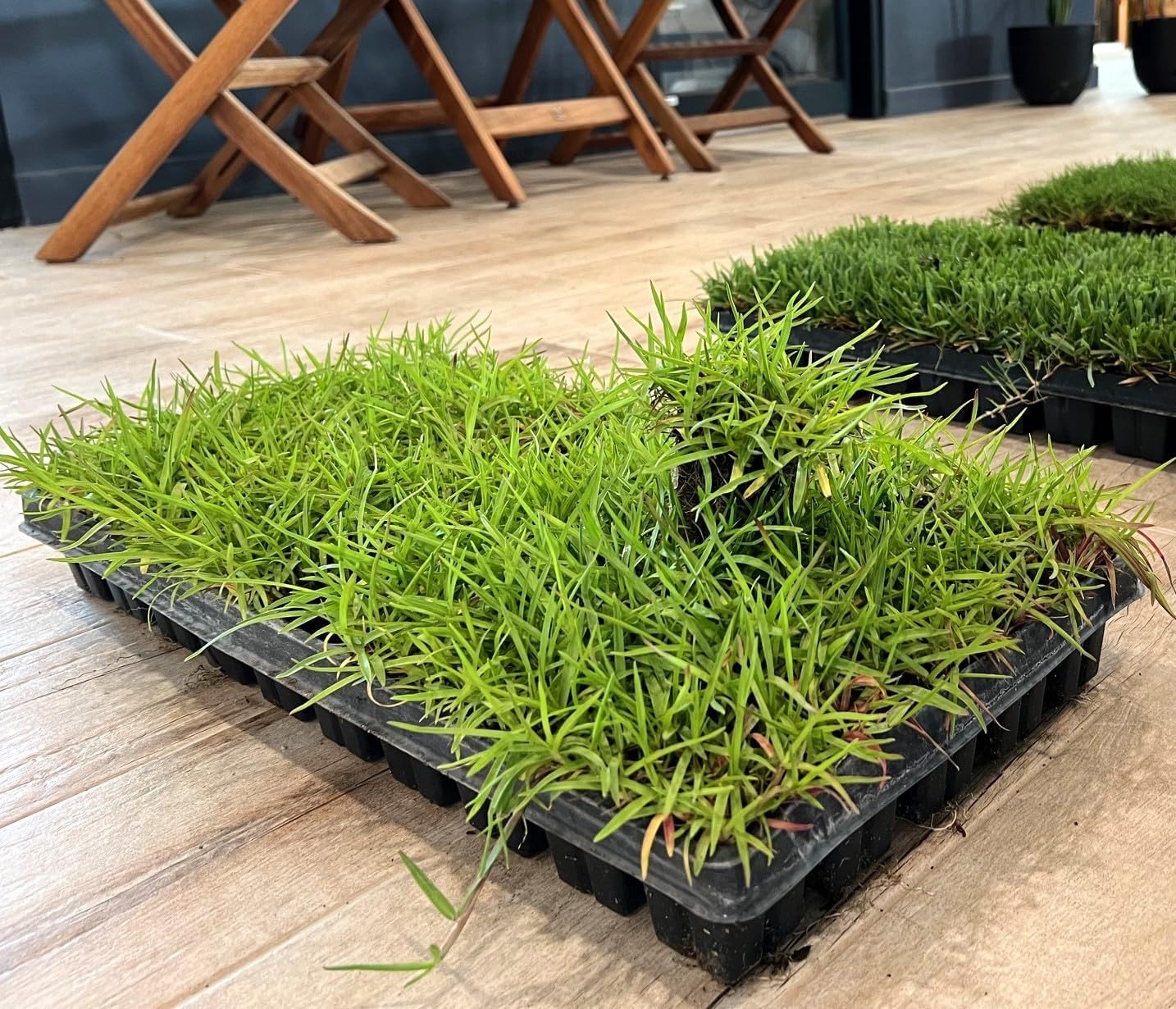 Centipede Grass Plug Tray | EZ Plug 50 Grass Plugs Per Tray