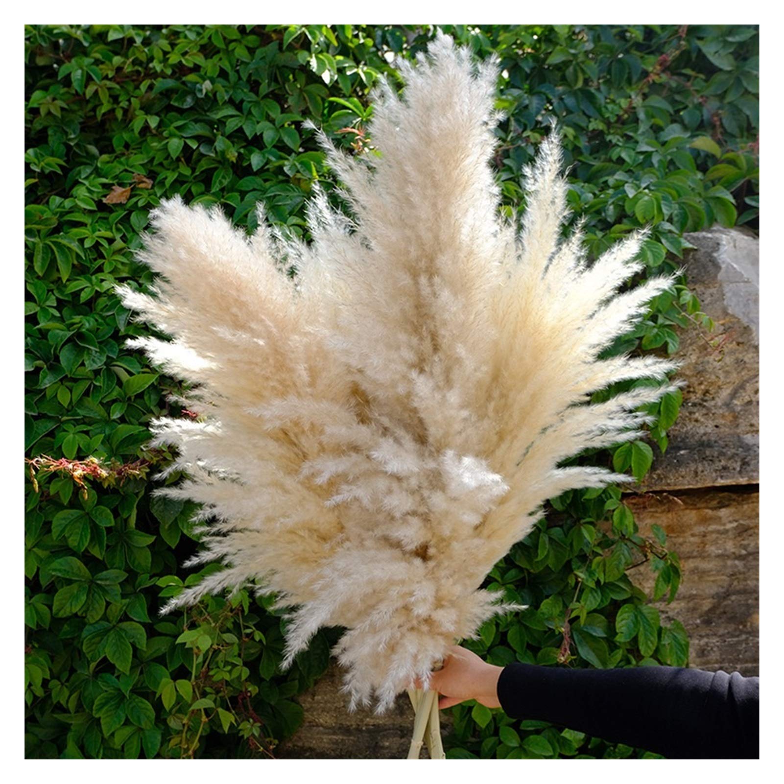 Pampasgras Deko 80cm Natürliches Schilfgetrocknet Getrocknete große Pampas Gras Bouquet DIY Hochzeit Blumenzeremonie Dekoration Modernes Wohnkultur Trockenblumen