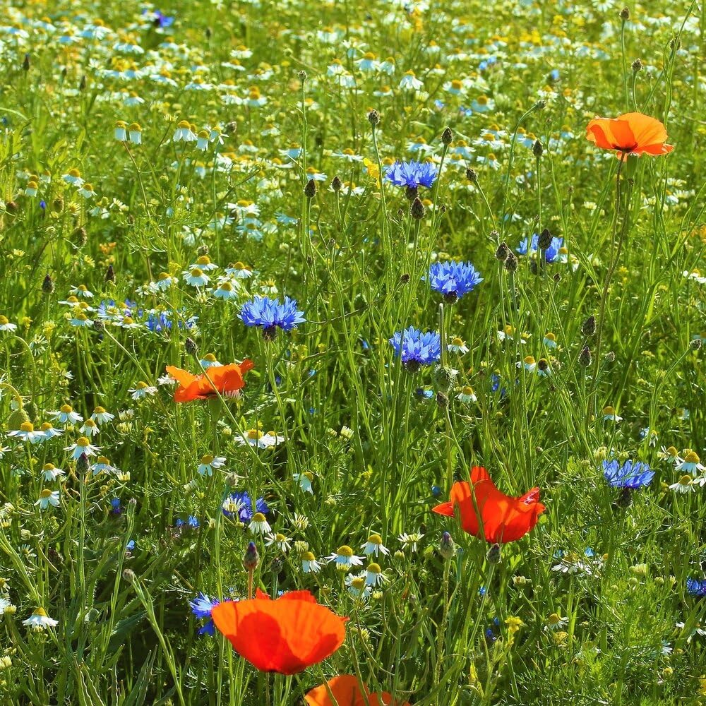 MRS Mélange de fleurs des champs (250 g pour 150 m²) - graines de fleurs annuelles et vivaces pour les abeilles et les papillons - très facile à semer