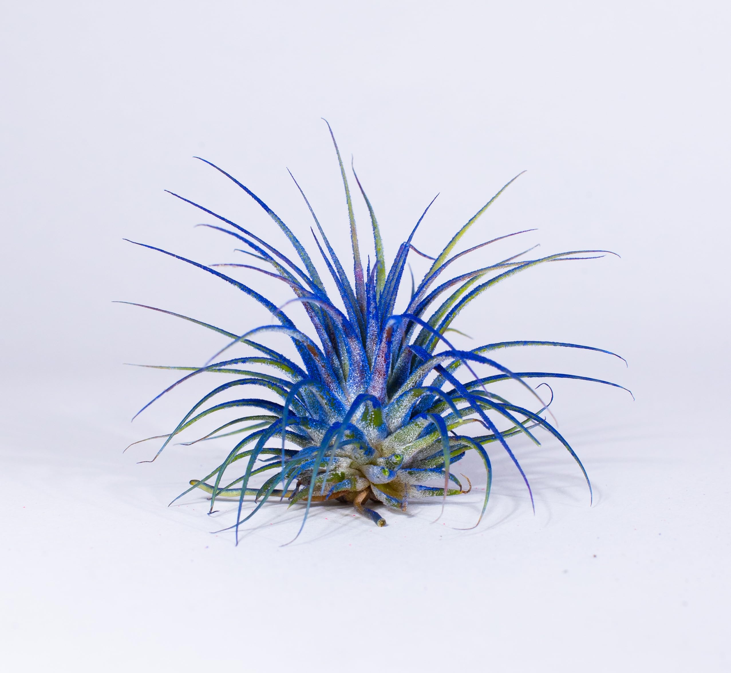 Air Plants - Tillandsia Ionantha - Organically Enhanced Color - Live Arrival Guaranteed - House Plants for Home Decor & Gift (Blue Bell 1pk)