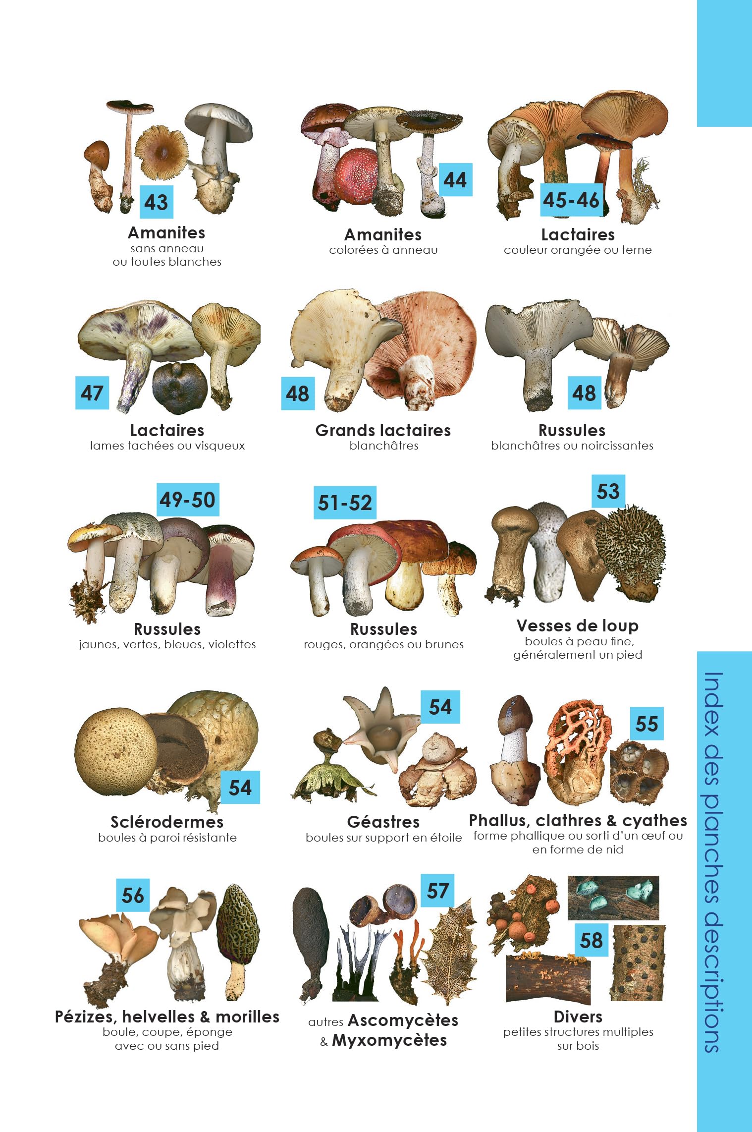 Identifier les champignons: Guide de poche de mycologie officinale