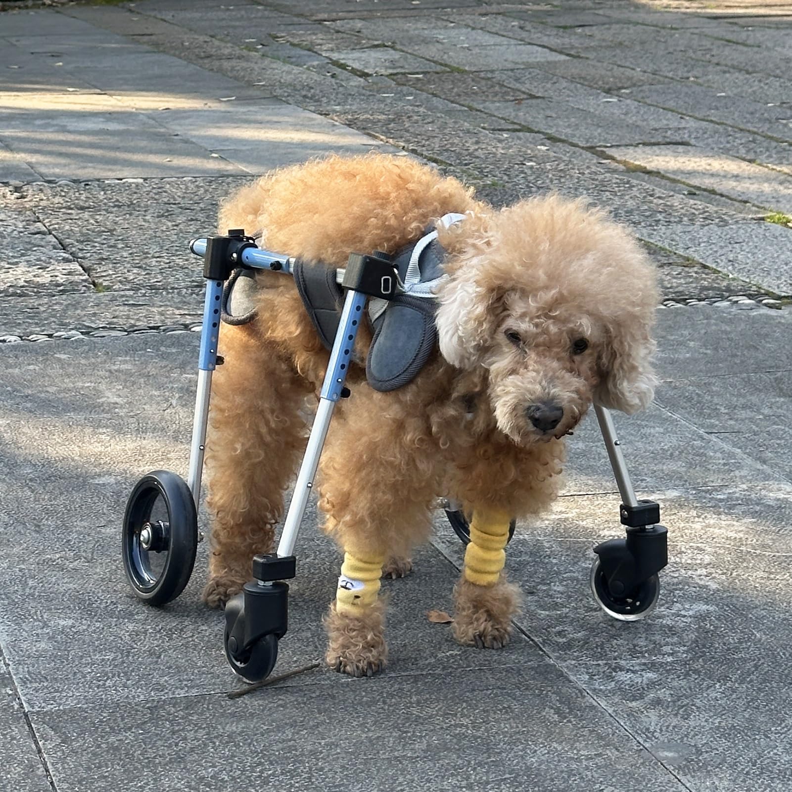 Silla de ruedas para perros grandes con movilidad reducida y soporte ajustable