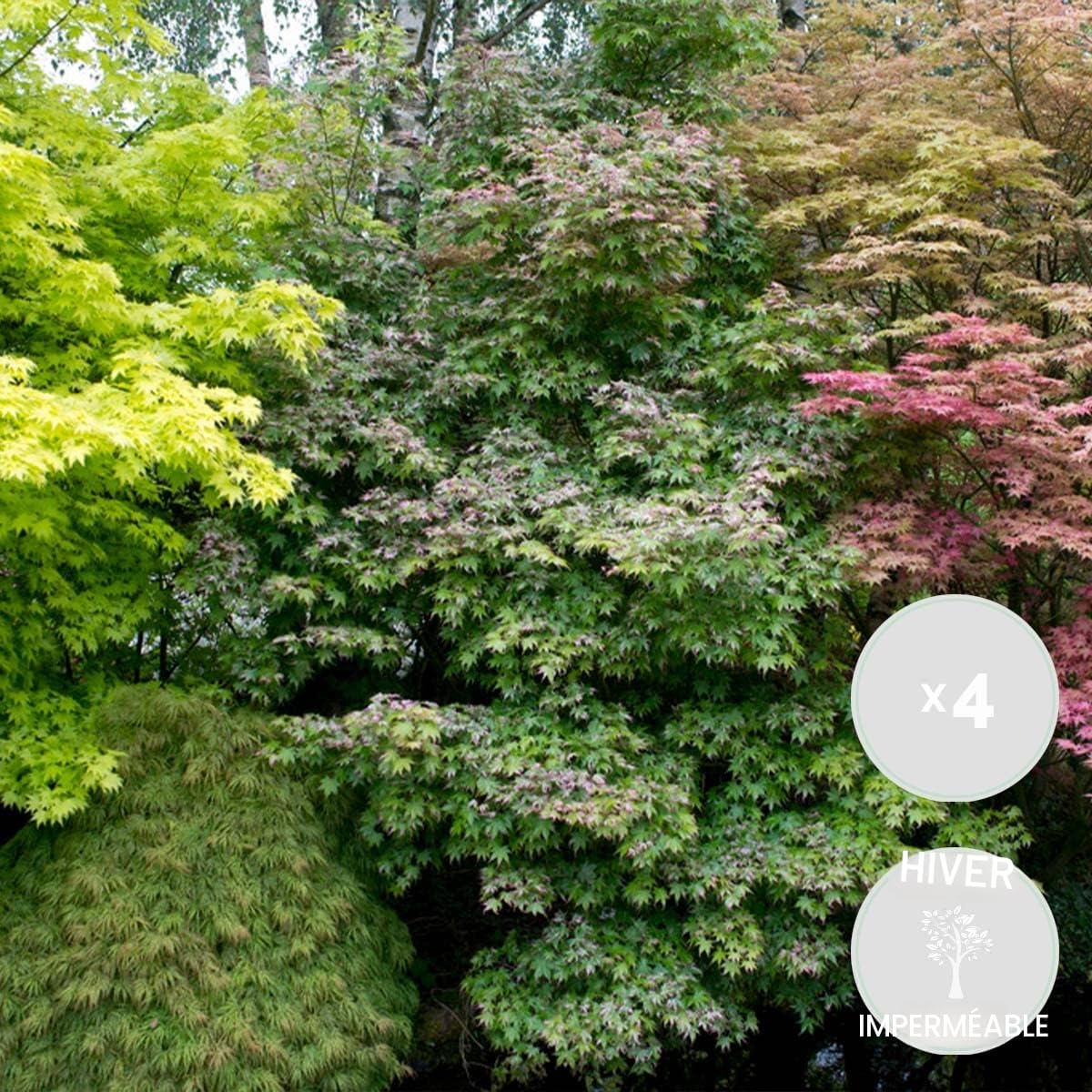 Bloomique - Lot de 4 - Acer palmatum - Orange Dream, Going Green, Butterfly, Atropurpureum - Érables japonais - Rustiques - Hauteur 25-40 cm - Pot 10,5 cm