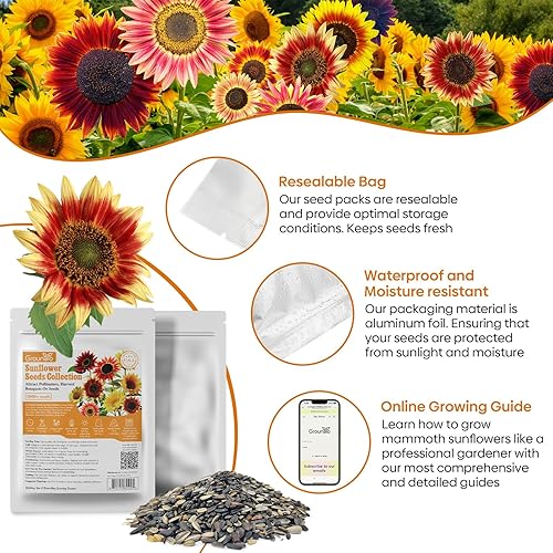 Miniatura 6 de Semillas de girasol para plantar, más de 15 variedades, 1 oz, más de 1000 semillas mezcladas para plantar girasol de colores para exteriores,
