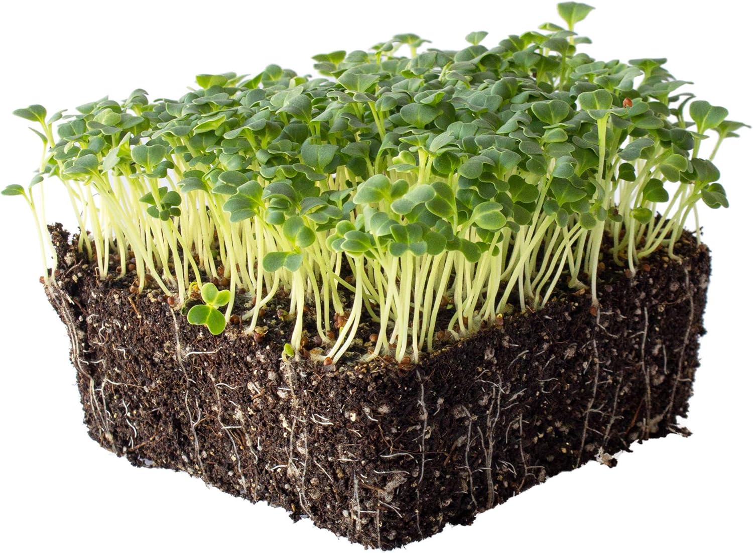 Mibuna Mustard Seeds - 1 Lb ~136K Seeds - Non-GMO Japanese Herb, Vegetable Garden & Microgreens Seeds