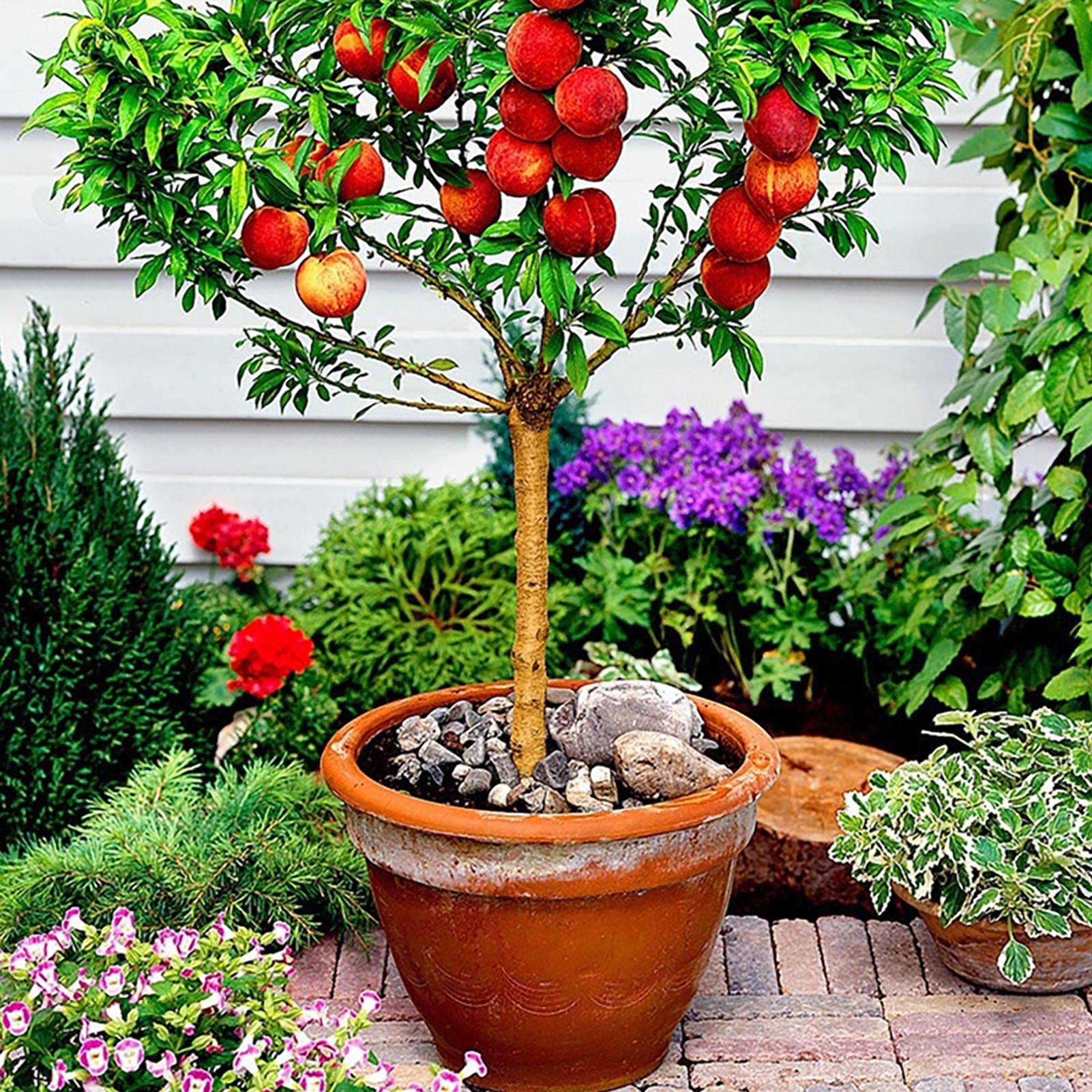 5Pcs Fruit Seeds for Gardening,Dwarf Peach Tree Seeds Bonsai Fruit Plants Seeds Peach Seeds