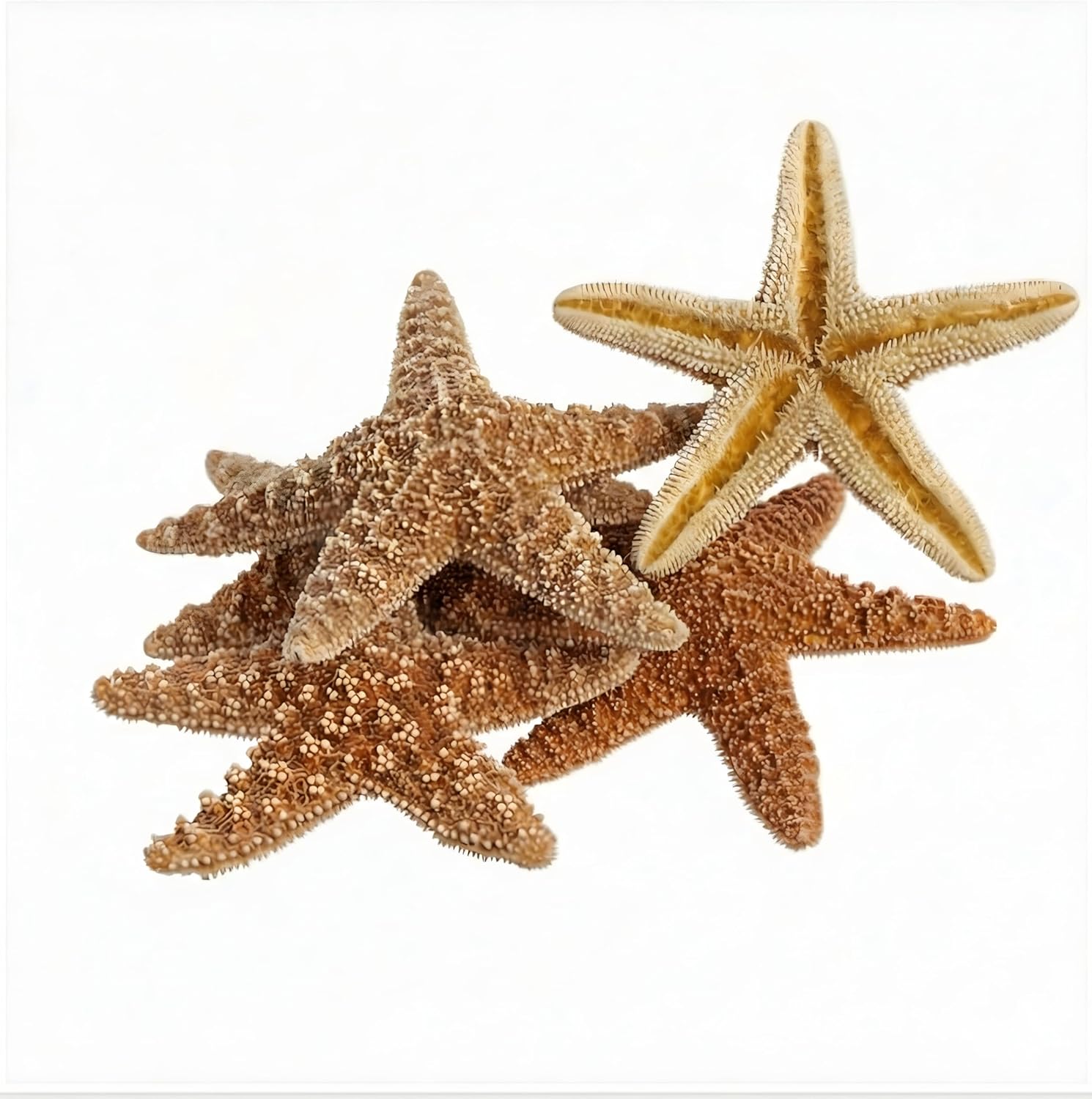 Nautical Crush Trading Real Starfish Decor- 5pk Large Brown Sugar Star fish (4-6in) - Starfish for Crafts - Star Fish Shells Decorations
