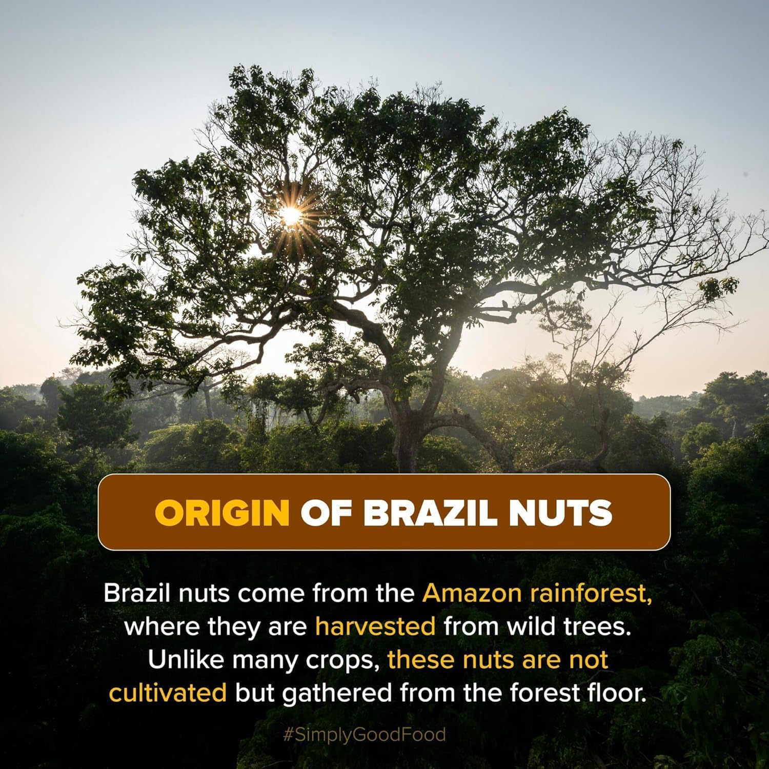 JB Brazil Nuts, 250g (Rich in Selenium | Superfood | Have 1 Daily | Product of Peru)