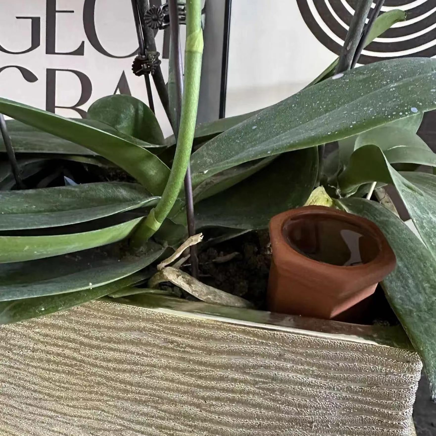 Pointes d'arrosage automatique, dispositifs d'arrosage des plantes 10 pièces, pointes de système 'égouttement en céramique compatibles avec tous les types de bouteilles