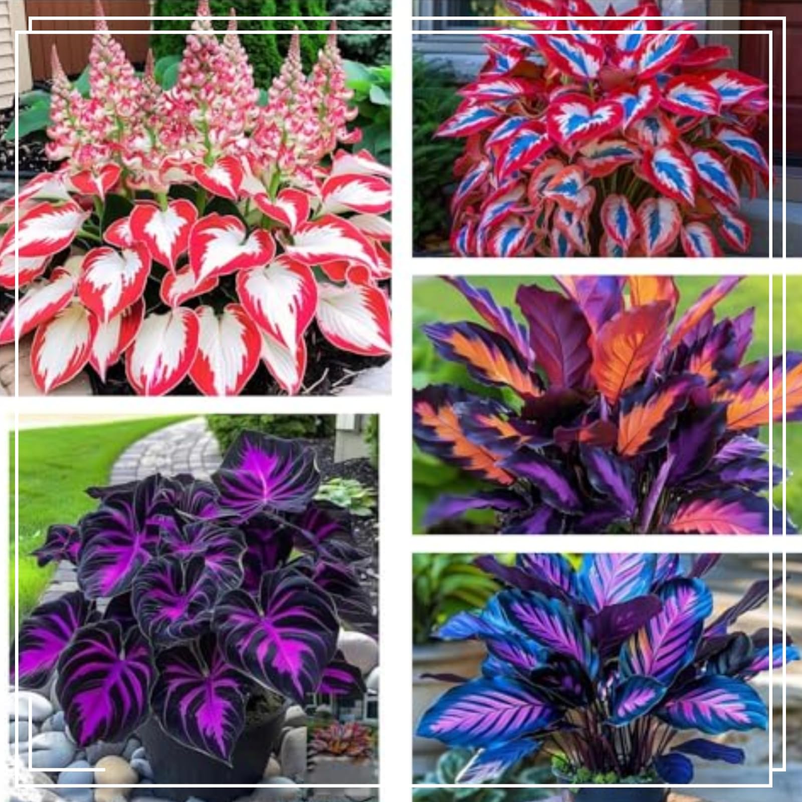 Striking Hosta Bulbs Mix for Planting Now UK/Stunning Ornamentals,Potted-Plants-Rhizome,Midnight Blue Butterfly Flowers,Cold-Tolerant/Perennial,Excellent Display,Garden.-6Bulbs-L