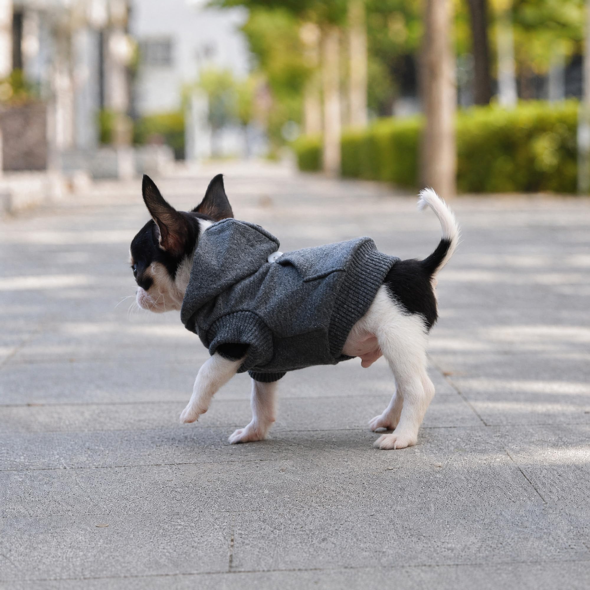LOPHIPETS Hunde-Kapuzenpullover aus Baumwolle für kleine Hunde, Chihuahua, Welpenkleidung, kaltes Wetter, Anthrazit/Größe XXS