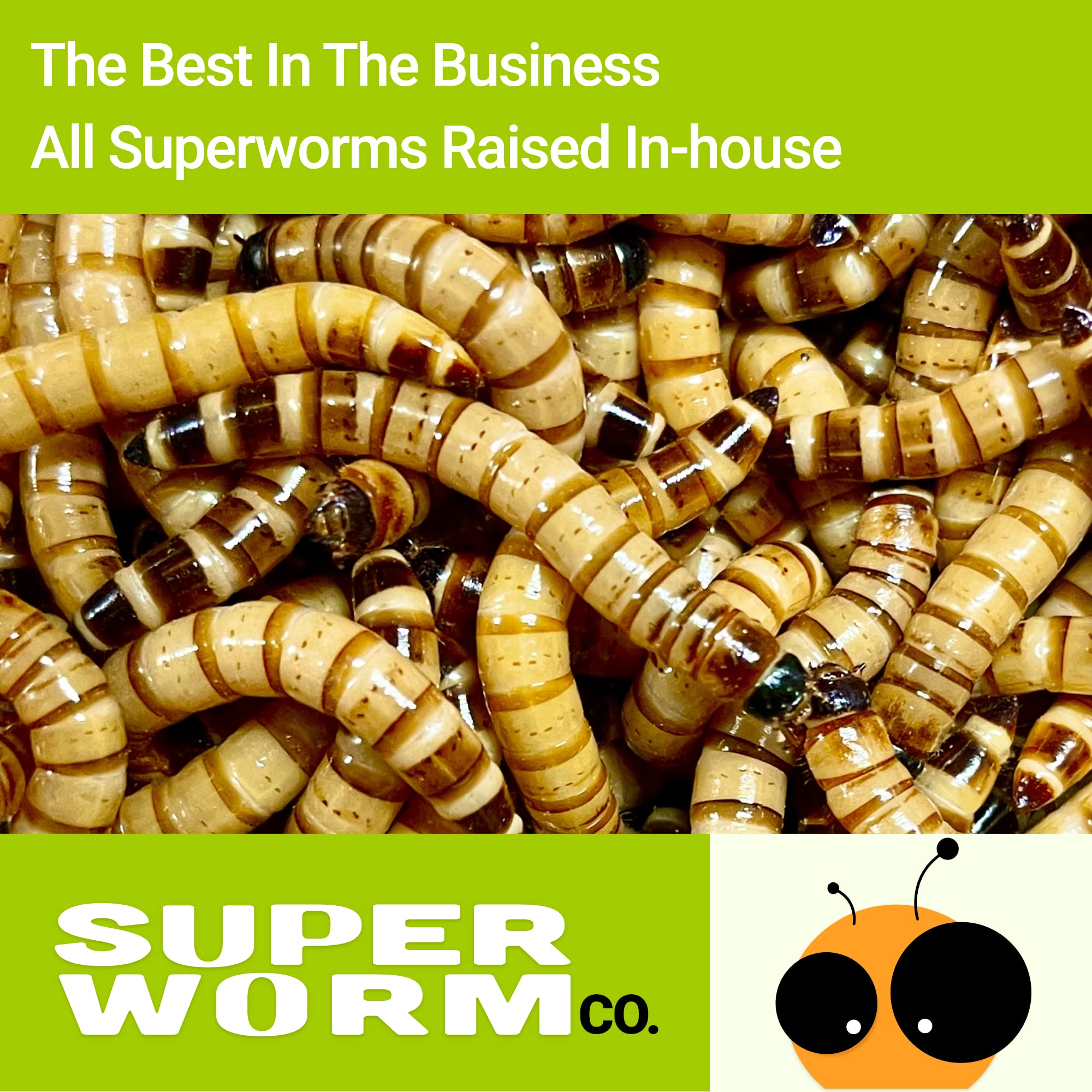 SUPERWORM CO - Live Superworms - 250 Large 1.75