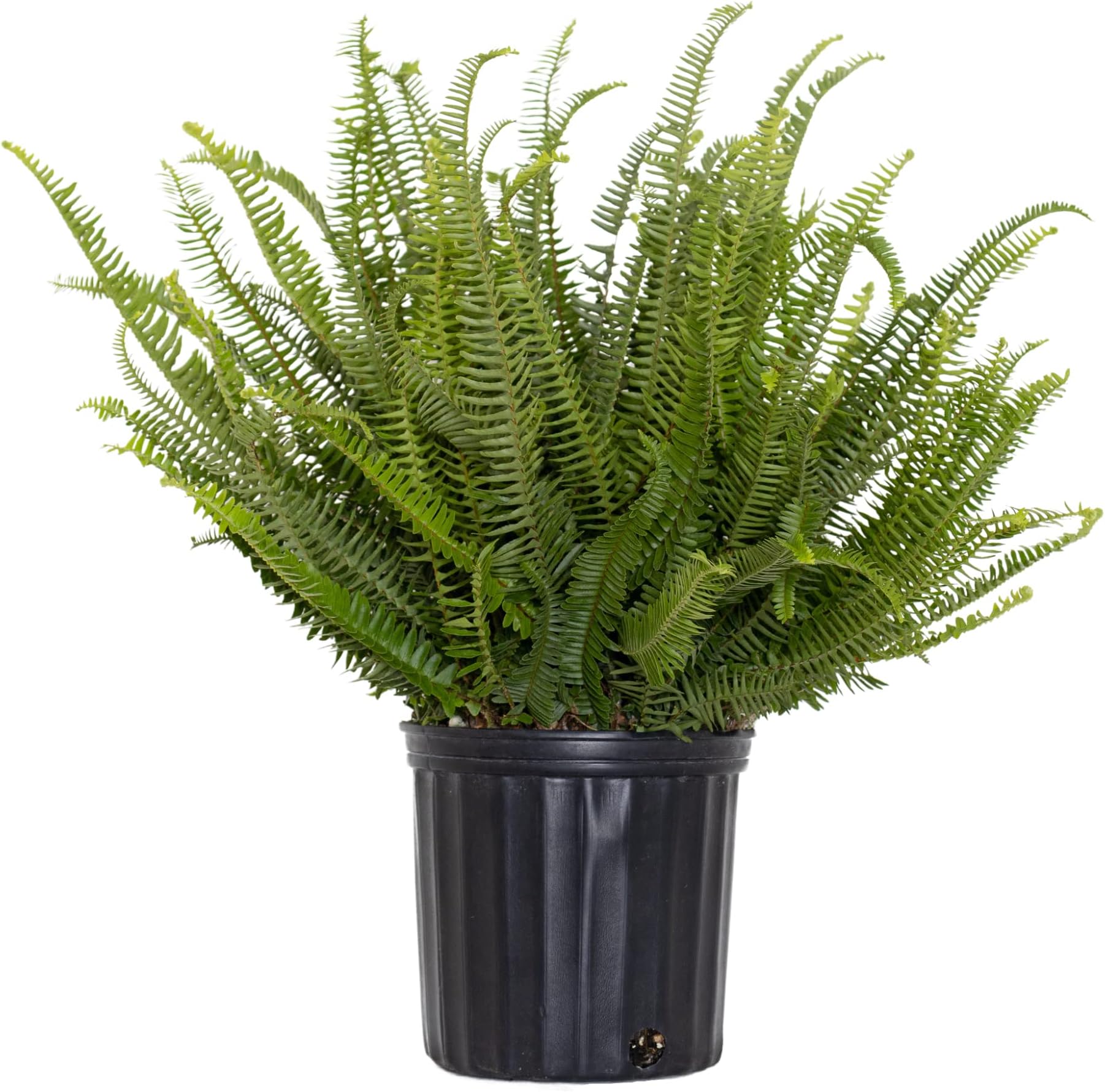 United Nursery Kimberly Queen Fern 24-28 inches Tall Live Indoor Sword Fern 10 inch Plant Pot Upright Lush Foliage Air Purifying Floor Plant for Shaded Patio, Office, and Home Decor