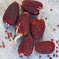 Vista 7 de Eden Brothers Semillas de maíz - Golden Bantam 8 Row