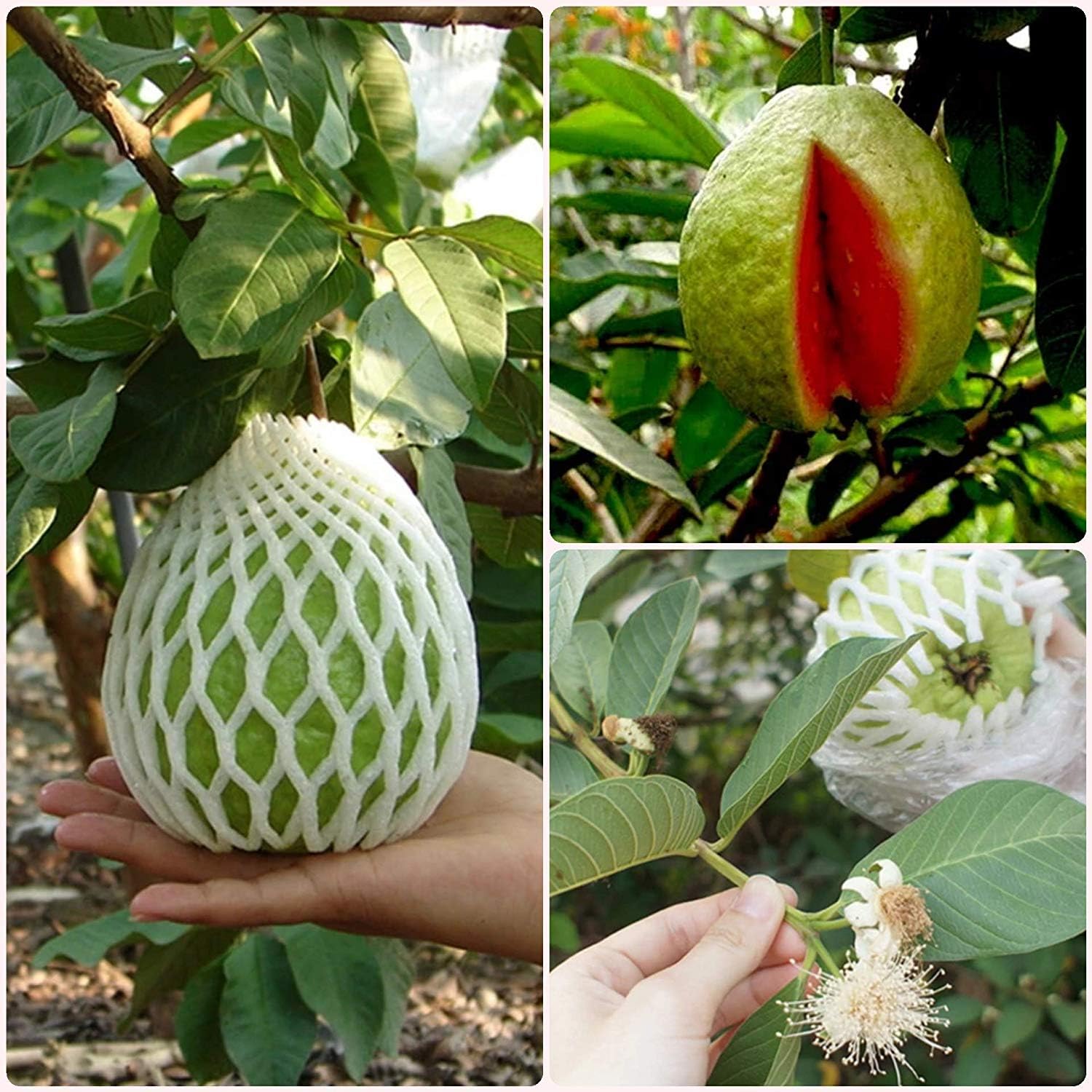 Siam Garden Guava Bangkok Dwarf Sweet Crunchy Great Taste Guava Air Layered Healthy Plants