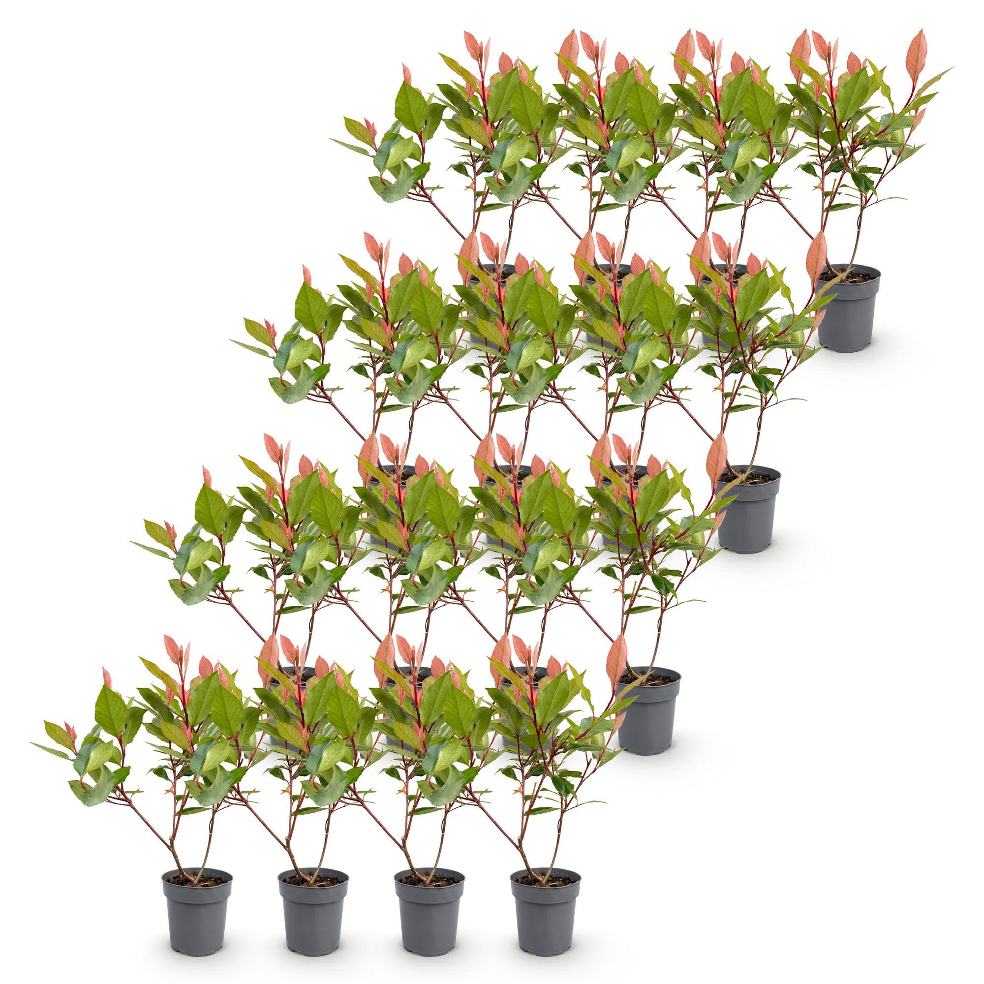 Green boutiQ - 16x Photinia fraseri Little Red Robin - Glansmispel - Plantes de haie - Persistant - Rouge - Pot 9cm - Hauteur 25-35cm