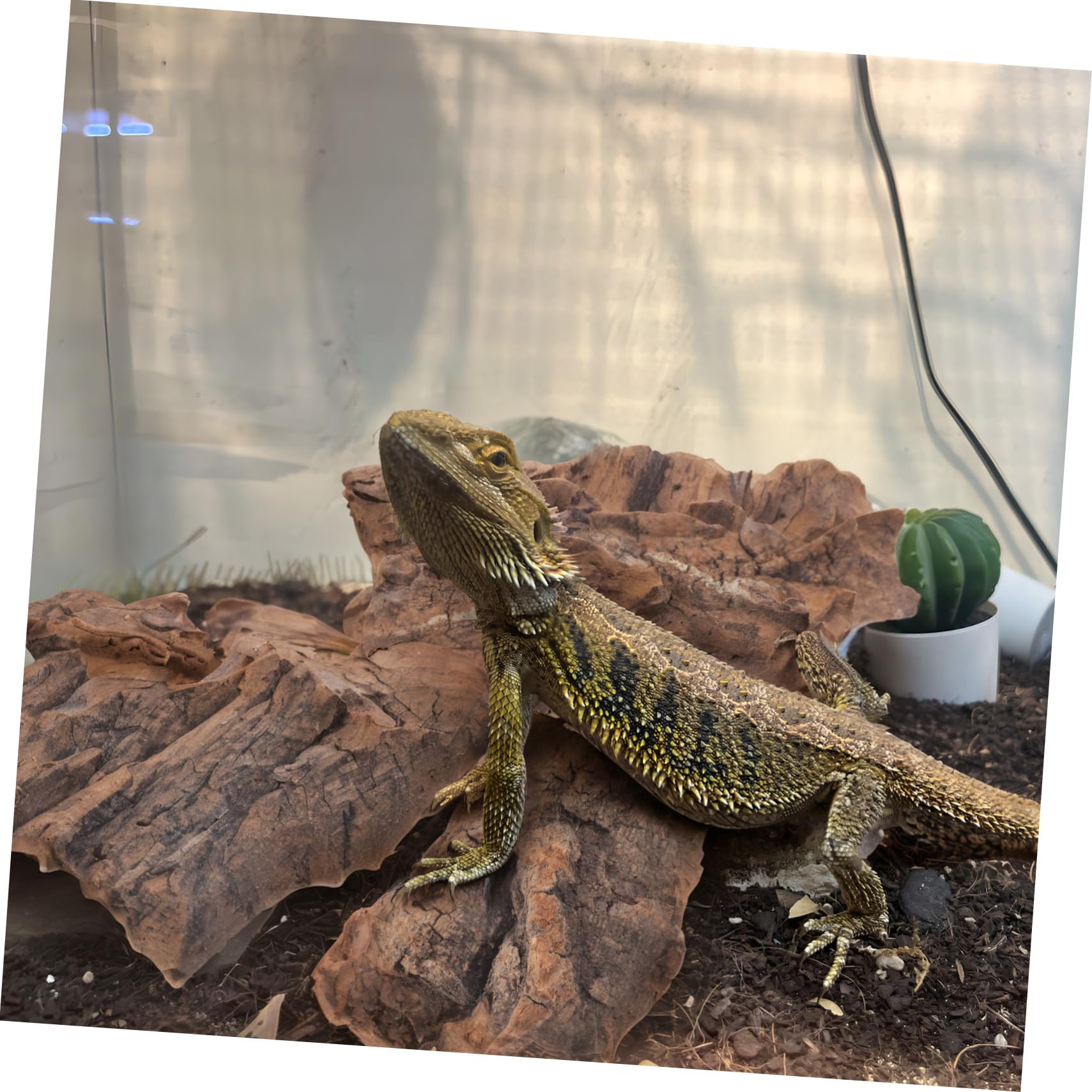 BESPORTBLE Corteza De Corcho para Reptiles Plataforma De Escalada Escondite para Reptiles Decoración De Habitat 14pc