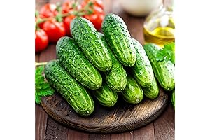 Beit Alpha Cucumber Plants: Non-GMO, Heirloom Seeds for Bountiful Yields