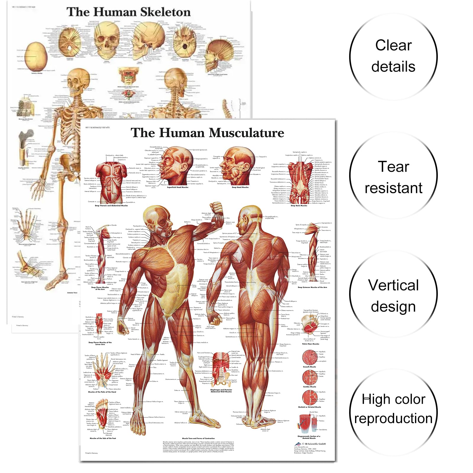 Gyiocill Poster Anatomie Squelettique, Tableau D'anatomie Musculaire, Scientific Humain Imprimé sur Papier, Learning Lot de 2 posters Anatomiques, Tissu en Soie, 60 x 90 cm(Version Anglaise)