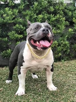 Halukakah Dog Collar - HOLLYWOOF - Gold Plated Cuban Link Chain,Luxurious Diamond Handset and 14MM Thick,Size 24 with a Designer Goldfoil Giftbox,for Decoration Only