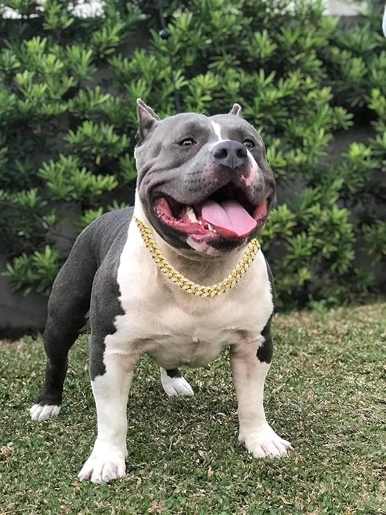 Halukakah Dog Collar - HOLLYWOOF - Gold Plated Cuban Link Chain,Luxurious Diamond Handset and 14MM Thick,Size 24 with a Designer Goldfoil Giftbox,for Decoration Only