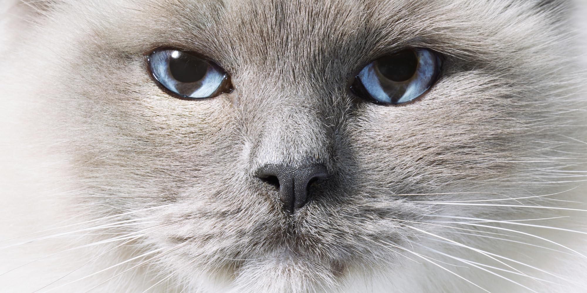 Katzen: Hochwertiger Bildband mit beeindruckender Tierfotografie, stimmungsvollen Aufnahmen und faszinierenden Fakten - das ideale Geschenk für Katzenliebhaber