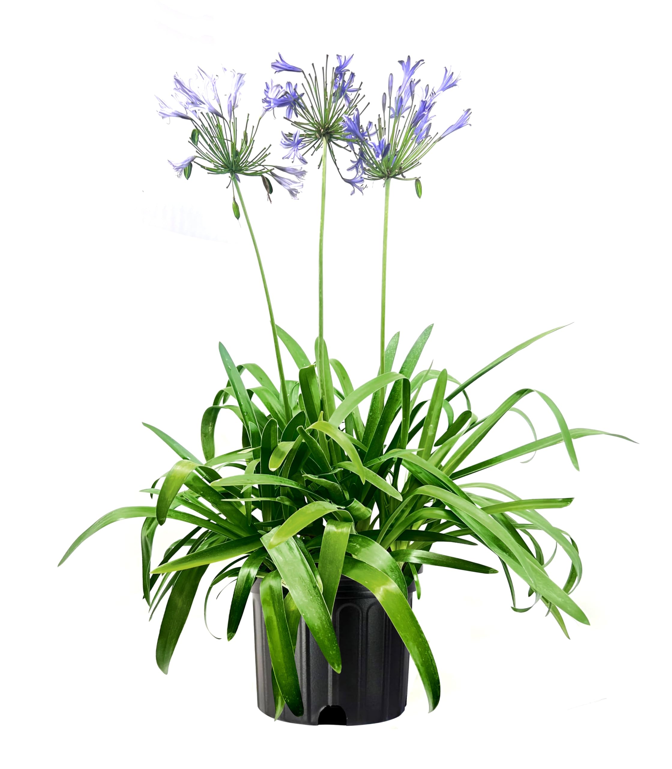 Blue Agapanthus Africanus Lily of the Nile