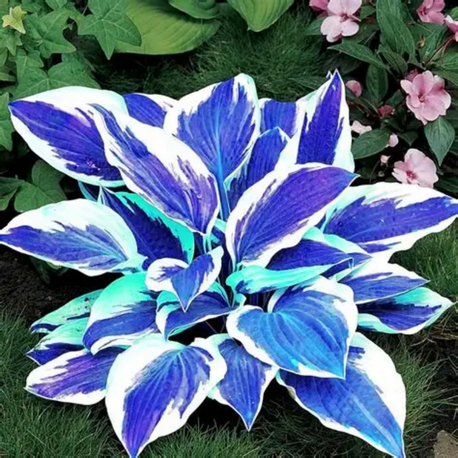 Perennial/Butterfly Flower//Hostas rhizomes/Excellent Display/Hosta Bulbs for Planting Now UK-15Bulbs -f