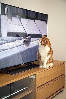 猫がいる、ニャー！　ＤＶＤ－ＢＯＸⅡ Amazon.co.jp: 猫がいる、ニャー! DVD BOX II : チェ・ユニョン