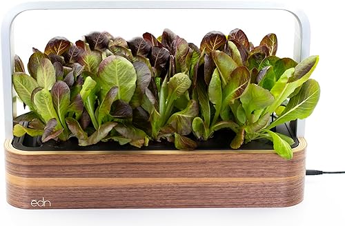 Miniatura 2 de edn SmallGarden Baby Red Romaine SeedPods - Paquete de 10