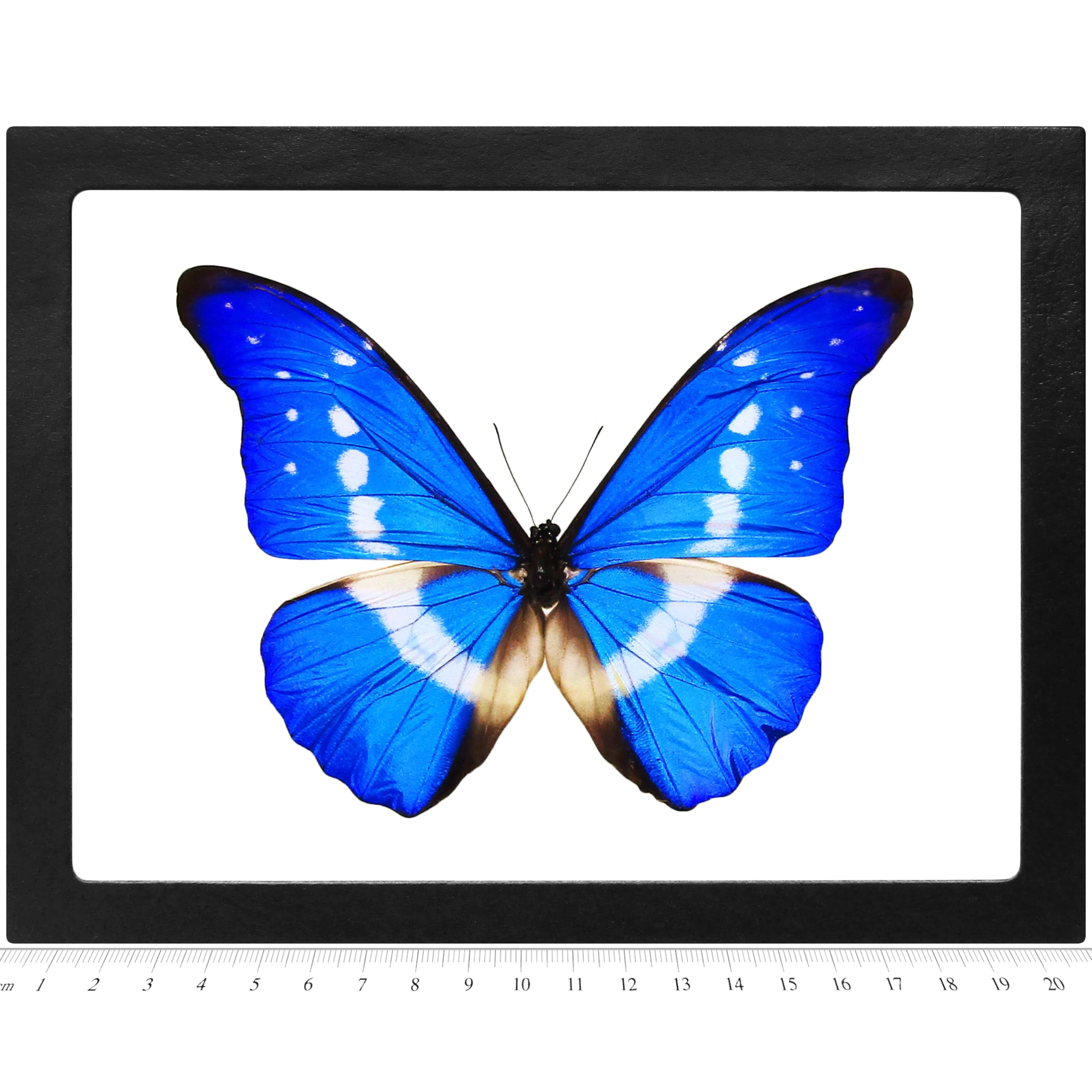 標本 Peru Morpho helena 115mm Genuine Morpho Helena butterfly from Peru naturalized under