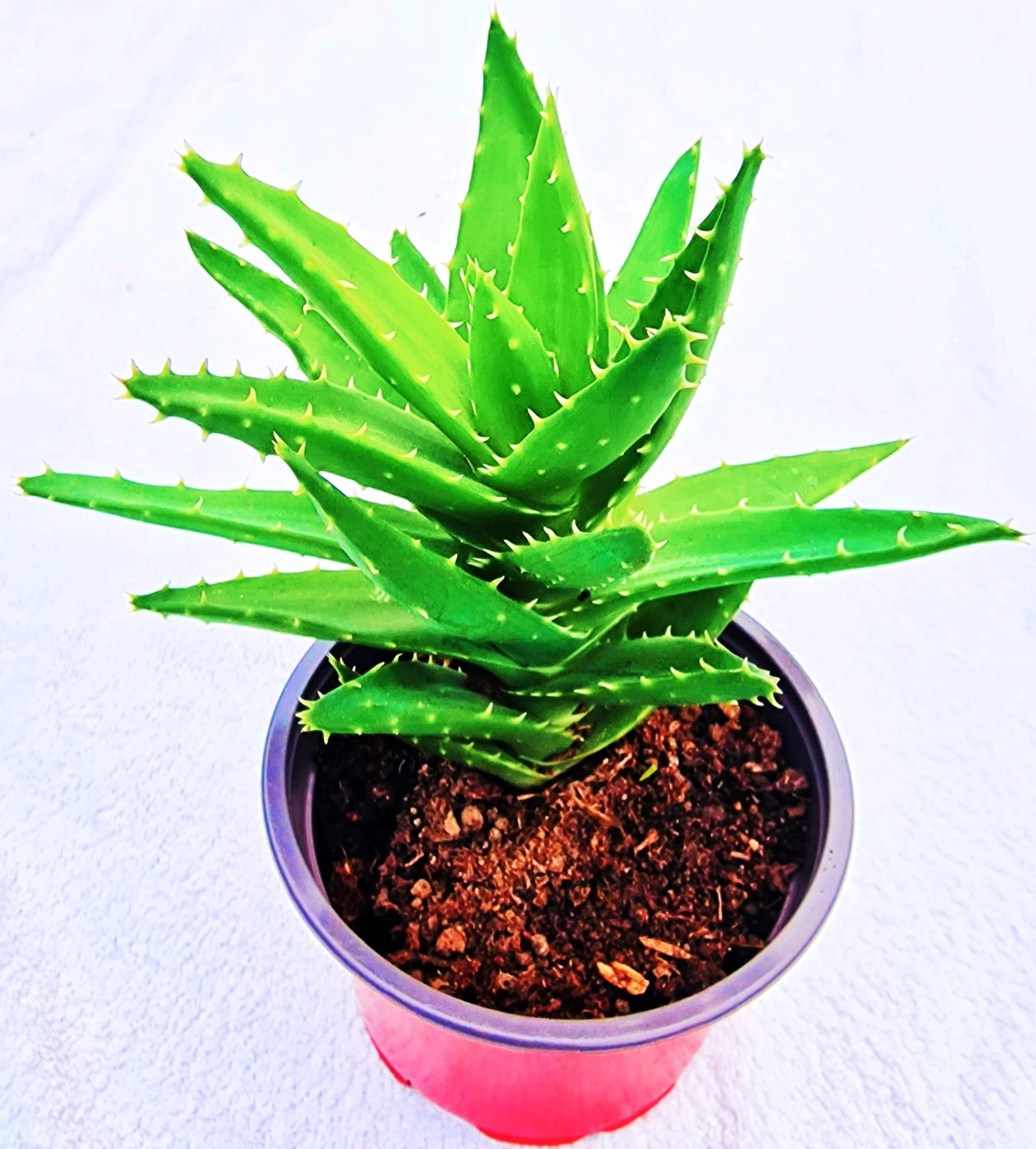 bonsai ginseng standort Ficus Microcarpa Ginseng | 85 cm main image 0