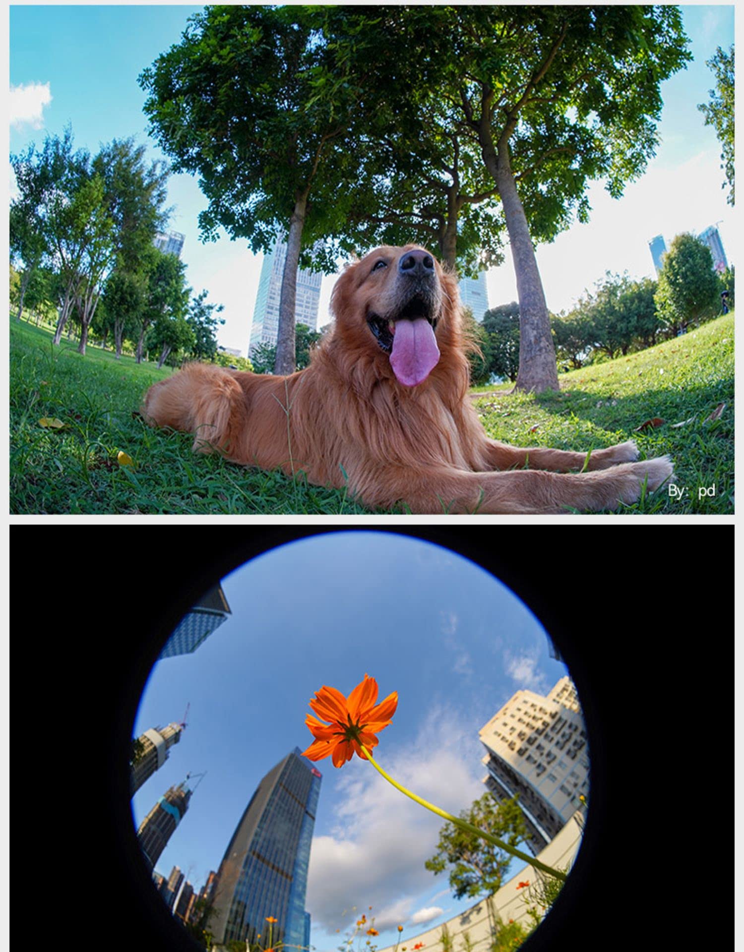 Amazon.co.jp: TTArtisan 銘匠光学 7.5mm F2.0 APS-C Fisheye 