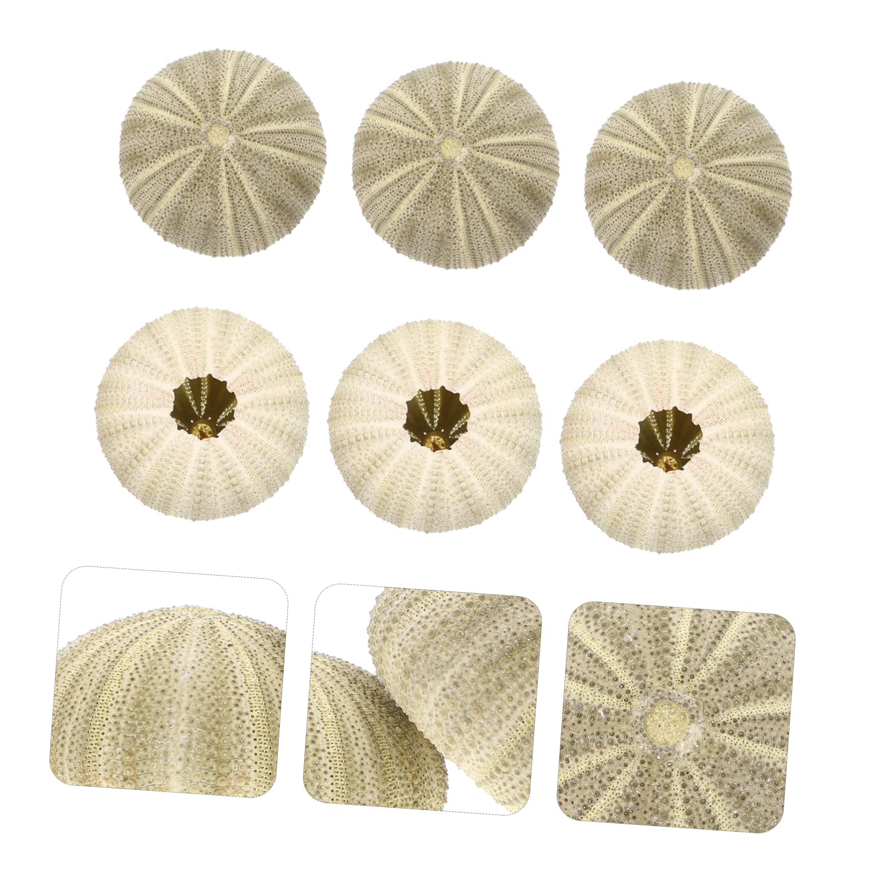 VANZACK 24pièces Décorations Ornements pour Bureau Et Aquarium Support Naturel pour Plantes Aériennes pour Artisanat